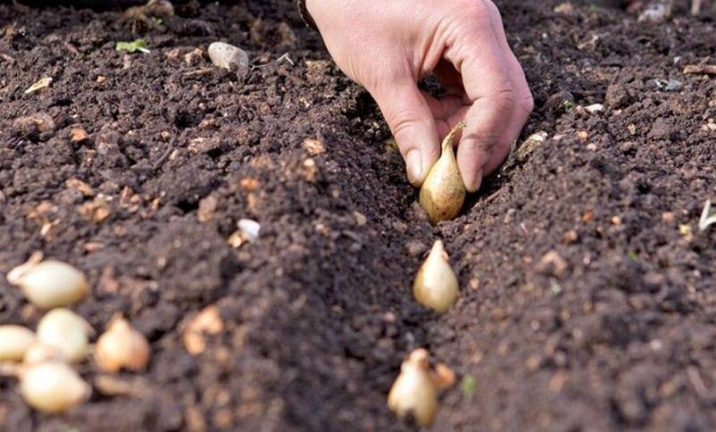 کشت غده‌ای پیاز در جنوب کرمان آغاز شد